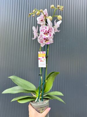 Phalaenopsis Zoe | Storczyk
