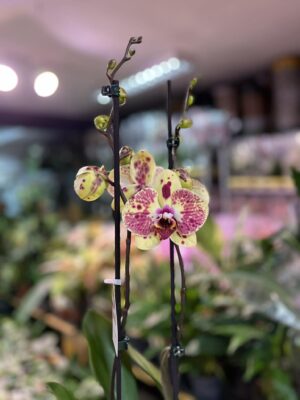 Phalaenopsis Yellow Exotic Punch | Storczyk