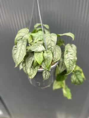 Monstera siltepecana