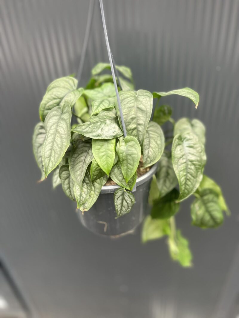 Monstera siltepecana