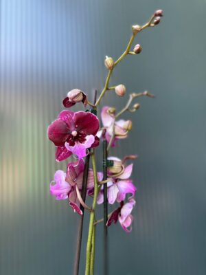 Phalaenopsis ‘Hot Kiss’ | Storczyk