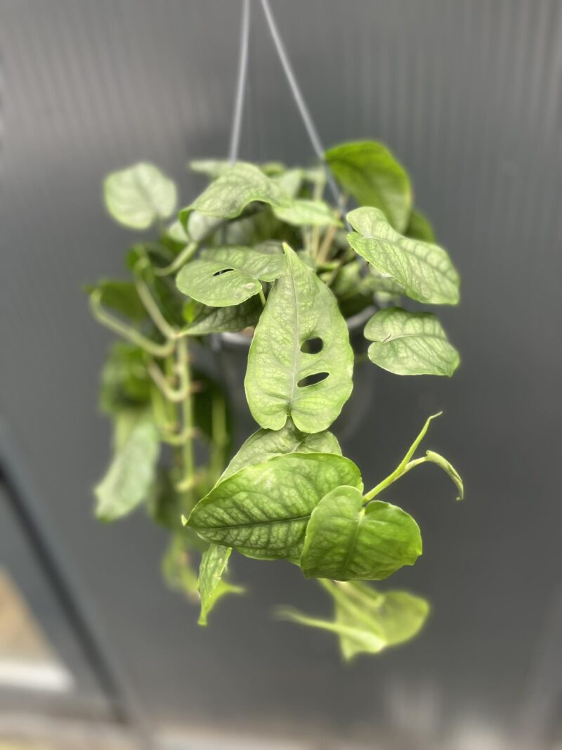 Monstera siltepecana