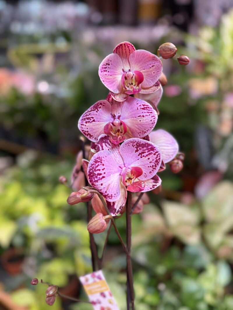 phalaenopsis paisaje | Storczyk