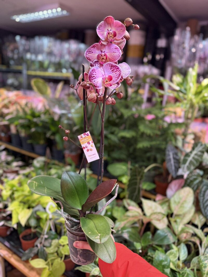 phalaenopsis paisaje | Storczyk