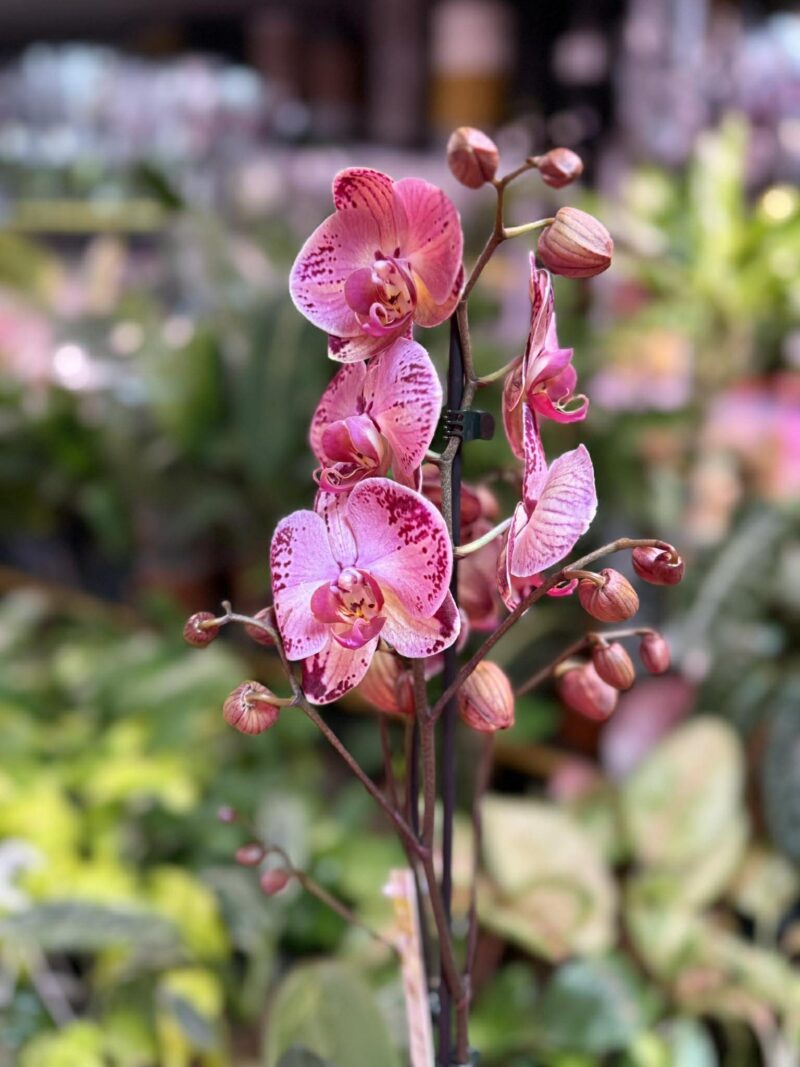 phalaenopsis paisaje | Storczyk