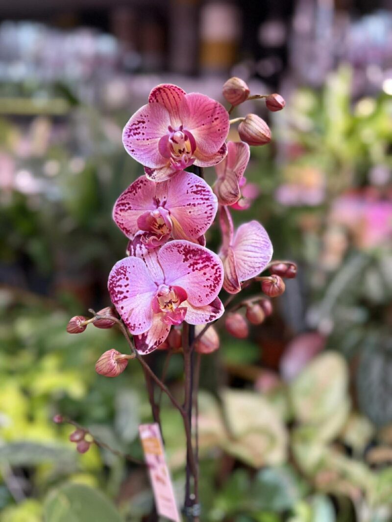 phalaenopsis paisaje | Storczyk