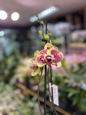 Phalaenopsis Yellow Exotic Punch | Storczyk
