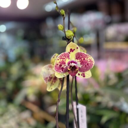 Phalaenopsis Yellow Exotic Punch | Storczyk
