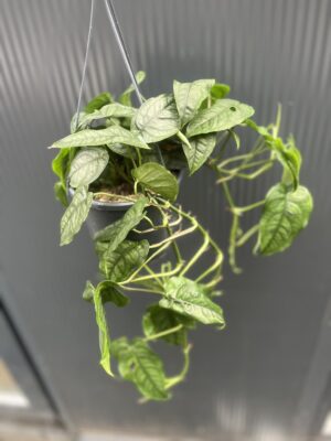 Monstera siltepecana