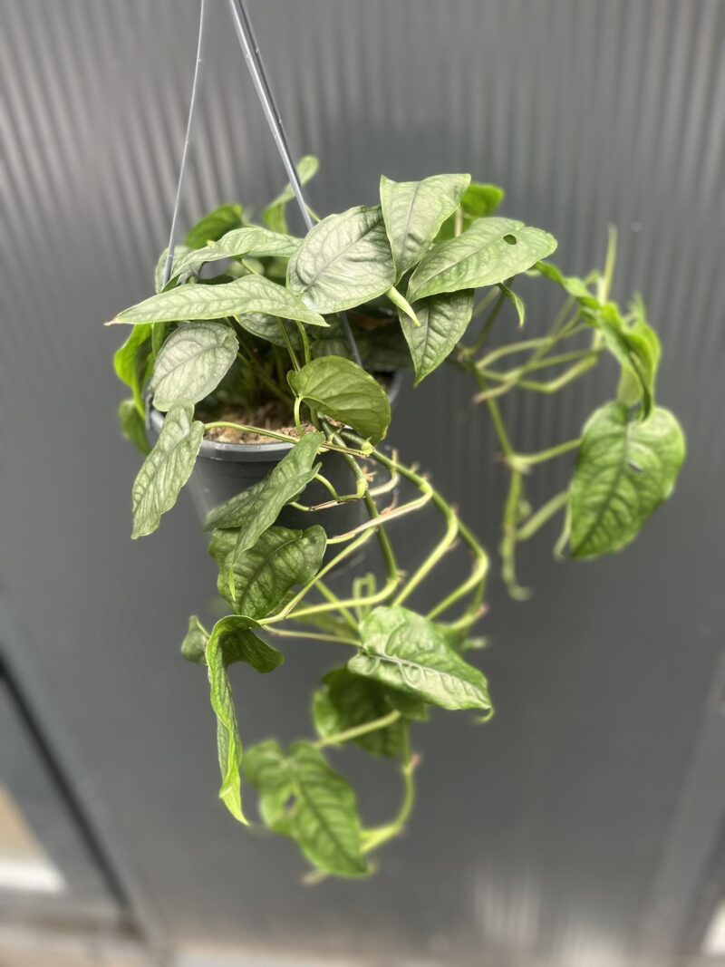 Monstera siltepecana