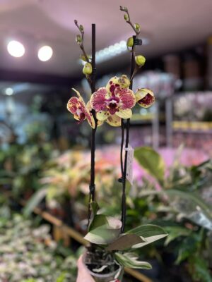 Phalaenopsis Yellow Exotic Punch | Storczyk