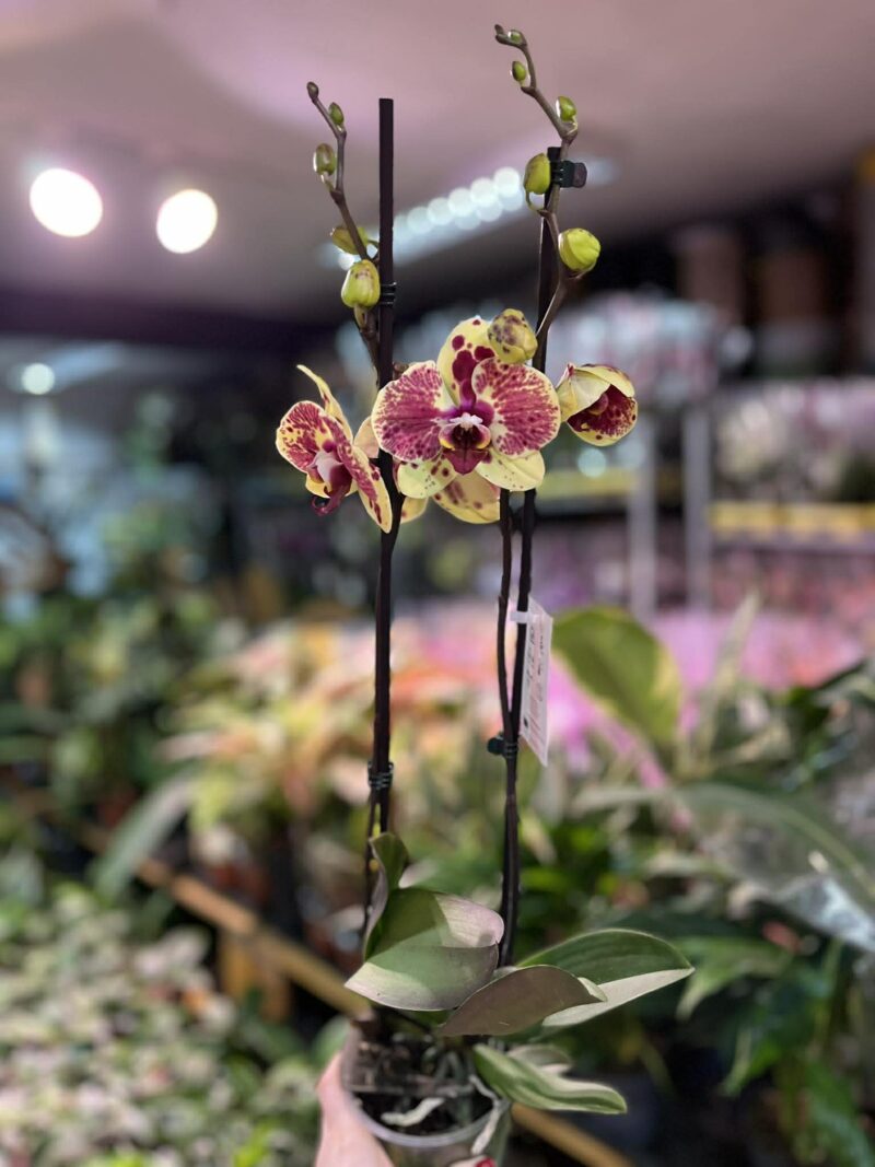 Phalaenopsis Yellow Exotic Punch | Storczyk