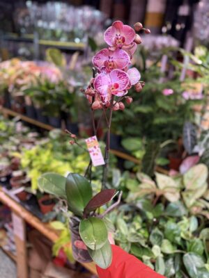 phalaenopsis paisaje | Storczyk