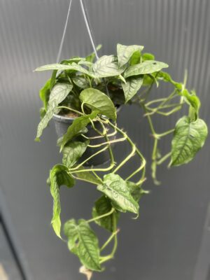 Monstera siltepecana