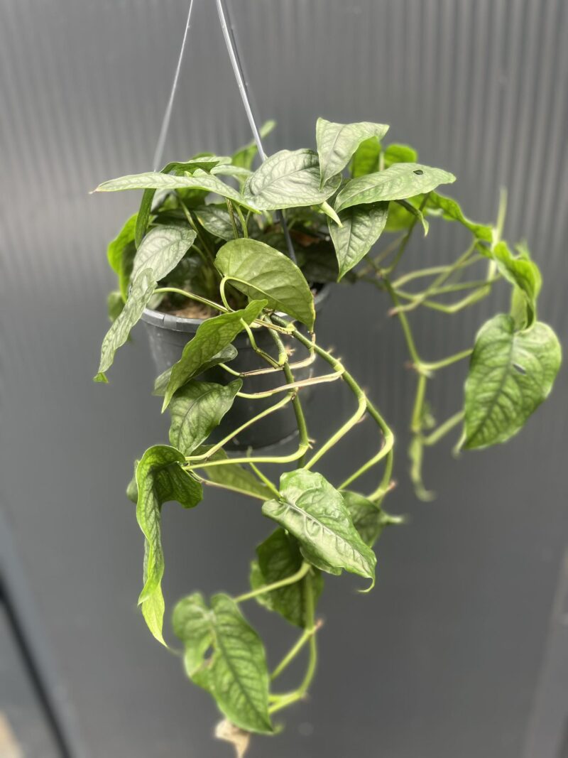 Monstera siltepecana