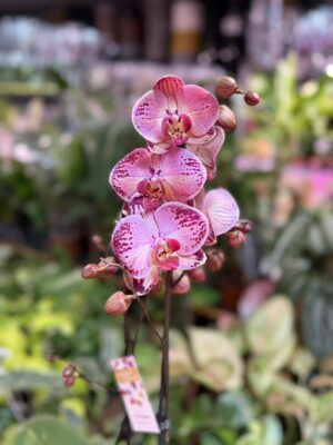 phalaenopsis paisaje | Storczyk
