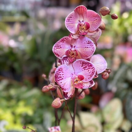 phalaenopsis paisaje | Storczyk