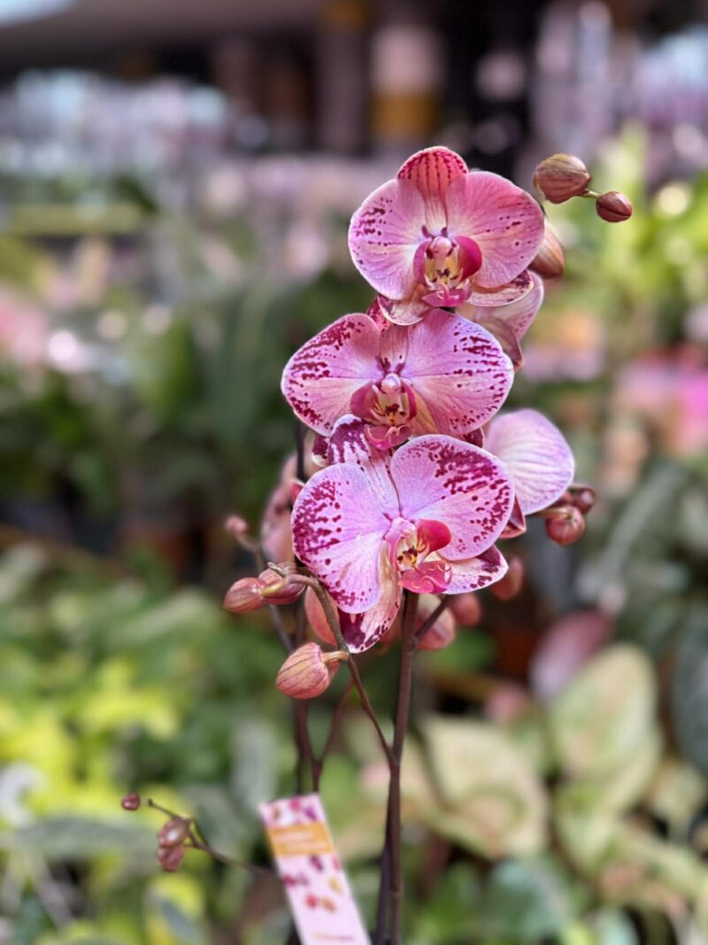 phalaenopsis paisaje | Storczyk