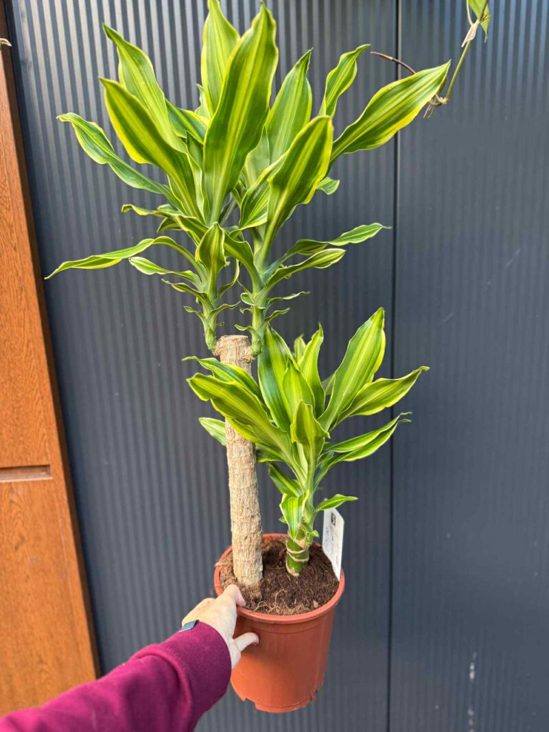 Dracaena ‘Golden Queen’