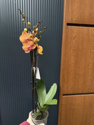 Phalaenopsis ‘Tamara’ | Storczyk