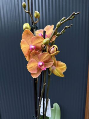 Phalaenopsis ‘Tamara’ | Storczyk