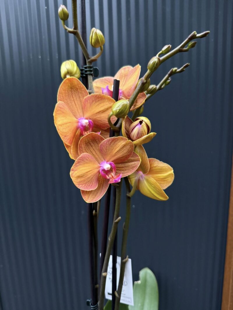 Phalaenopsis ‘Tamara’ | Storczyk