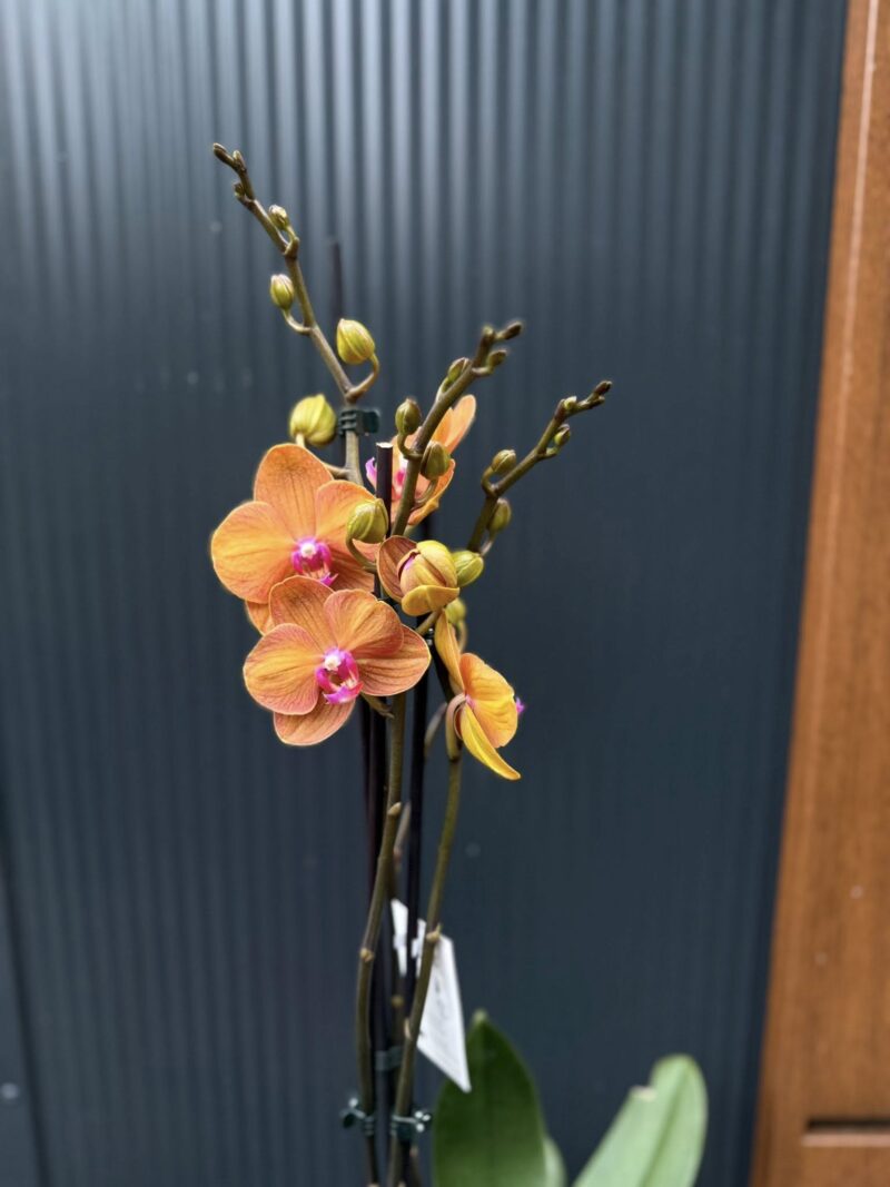 Phalaenopsis ‘Tamara’ | Storczyk