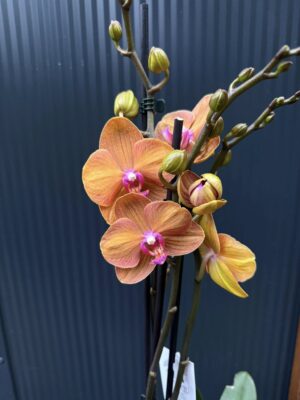 Phalaenopsis ‘Tamara’ | Storczyk