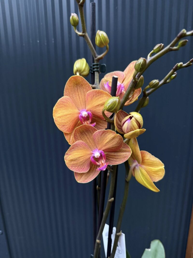 Phalaenopsis ‘Tamara’ | Storczyk