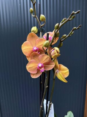 Phalaenopsis ‘Tamara’ | Storczyk