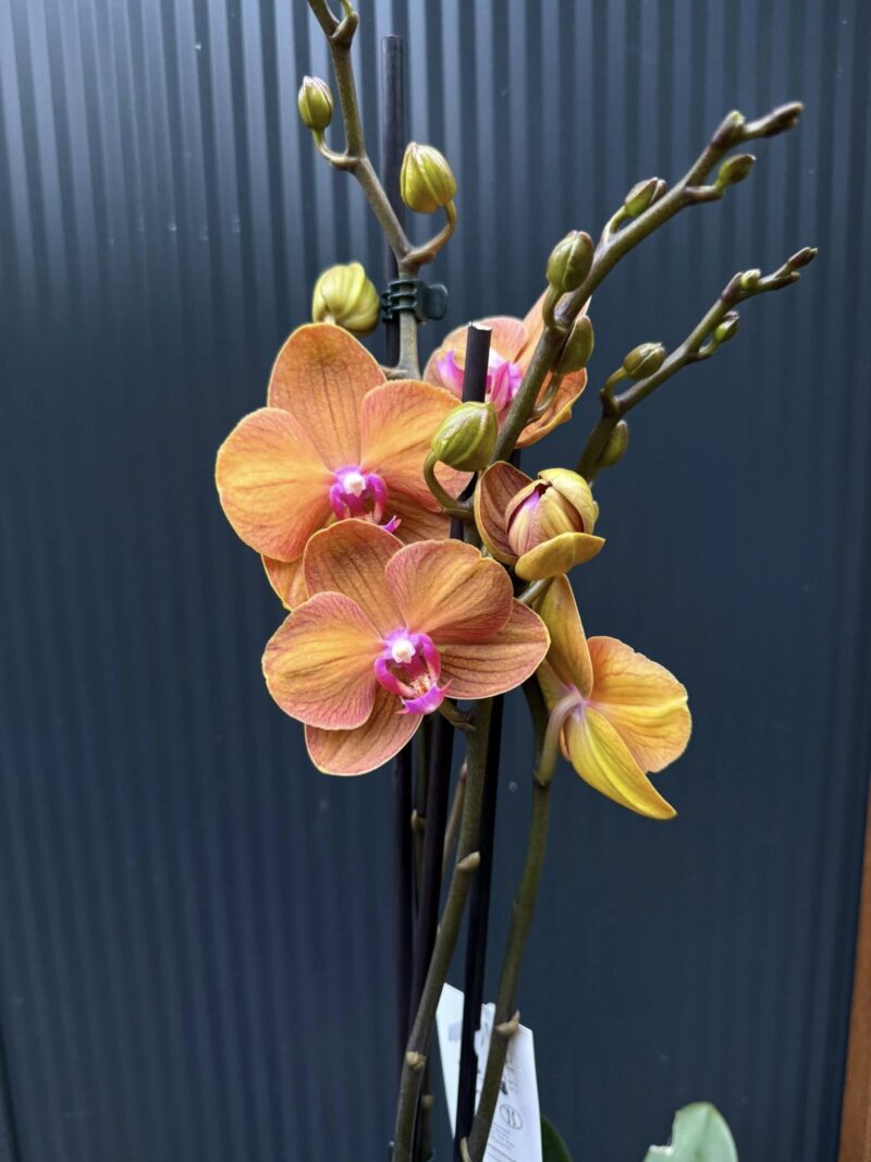 Phalaenopsis ‘Tamara’ | Storczyk