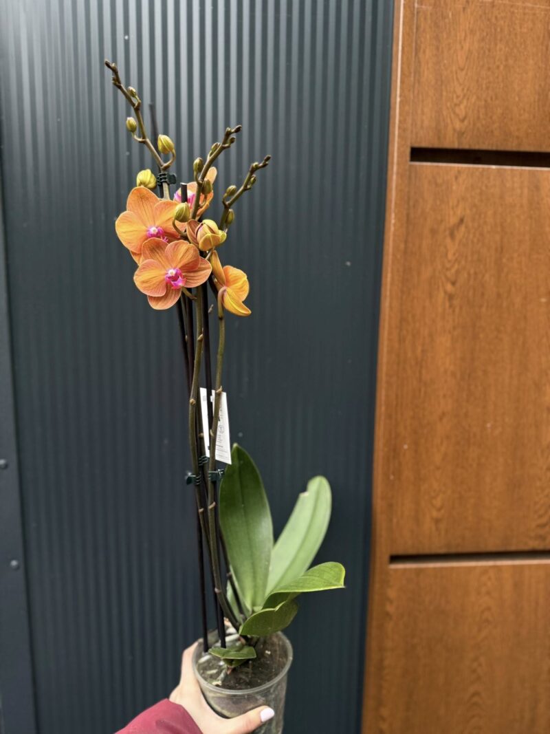 Phalaenopsis ‘Tamara’ | Storczyk