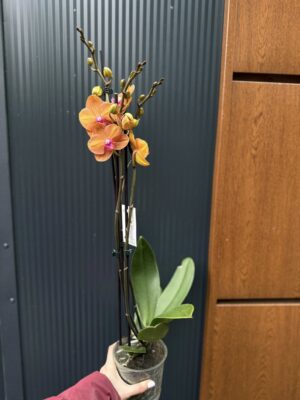 Phalaenopsis ‘Tamara’ | Storczyk