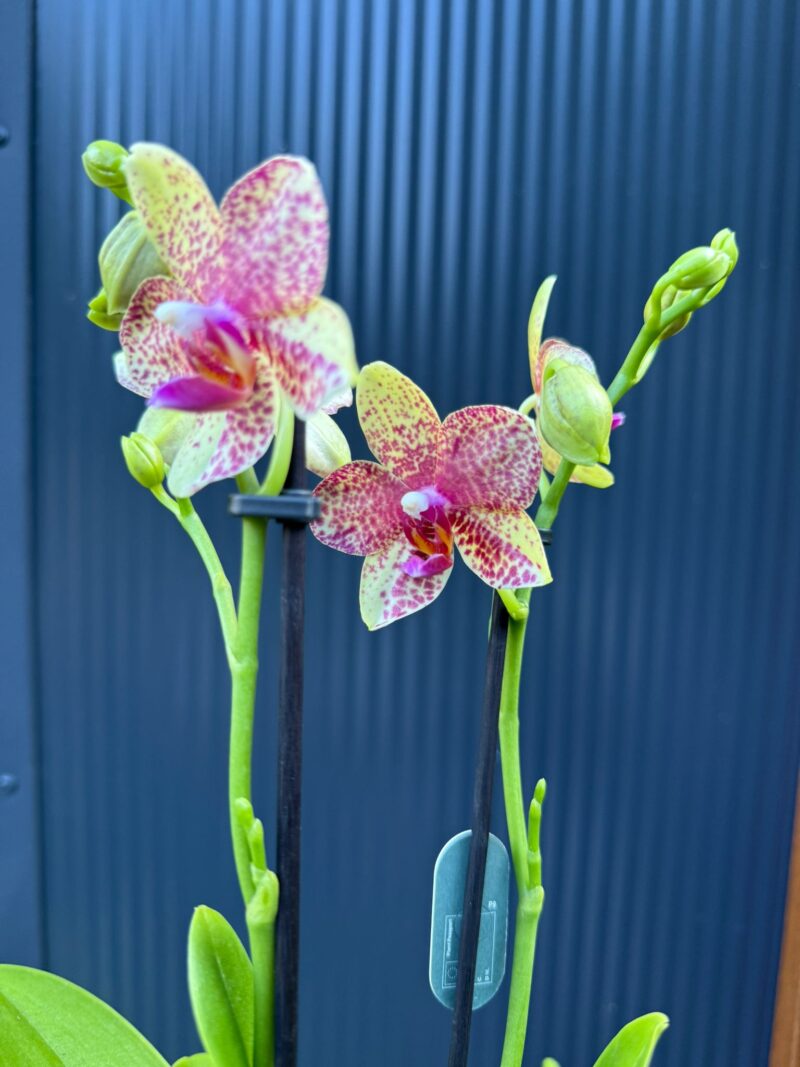 Phalaenopsis Anthura Grosseto | Storczyk