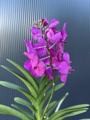 Storczyk Vanda “Hybryda Special ” 5 przekwitnięta