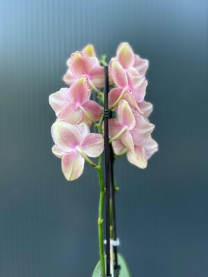 Phalaenopsis Pirate picotee peloric butterfly | Storczyk