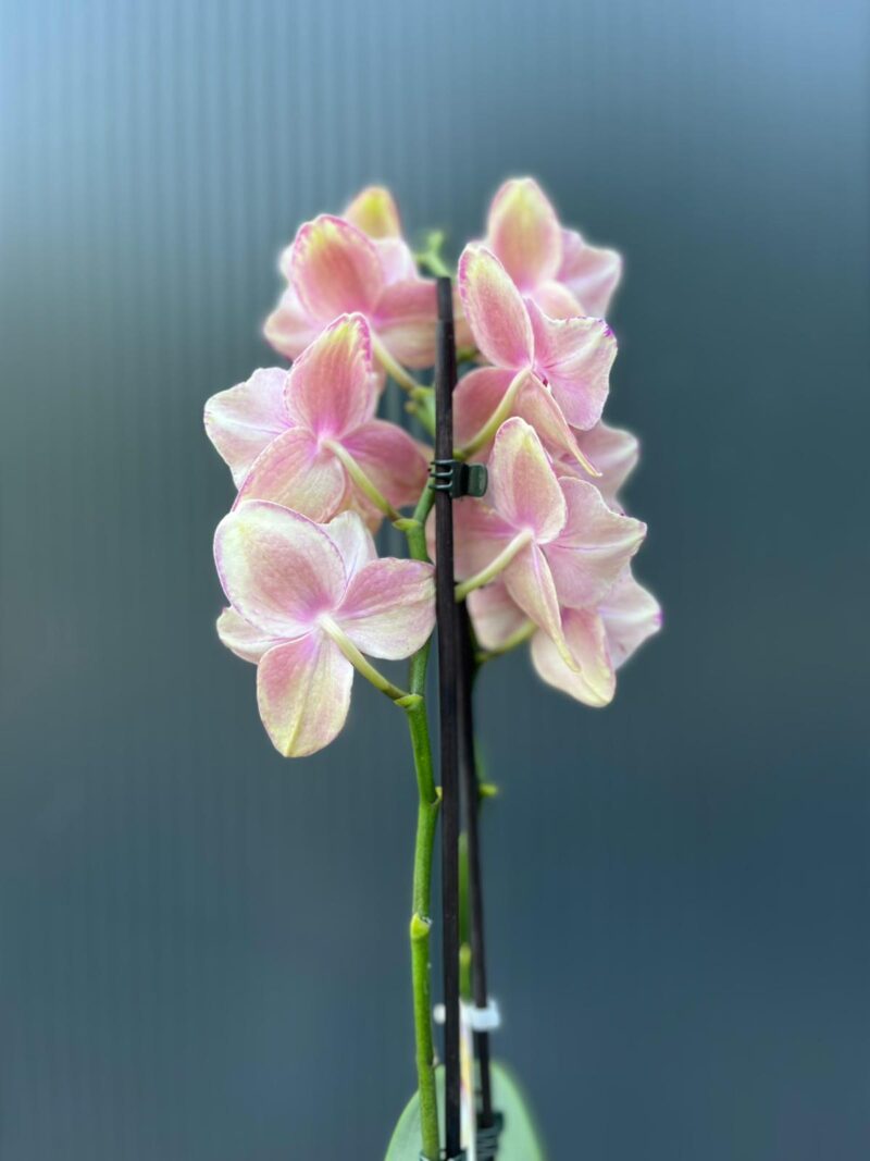 Phalaenopsis Pirate picotee peloric butterfly | Storczyk