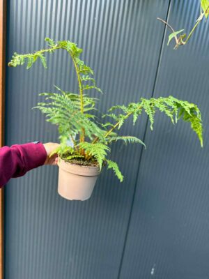 Paproć drzewiasta Cyathea australis | Paprotka