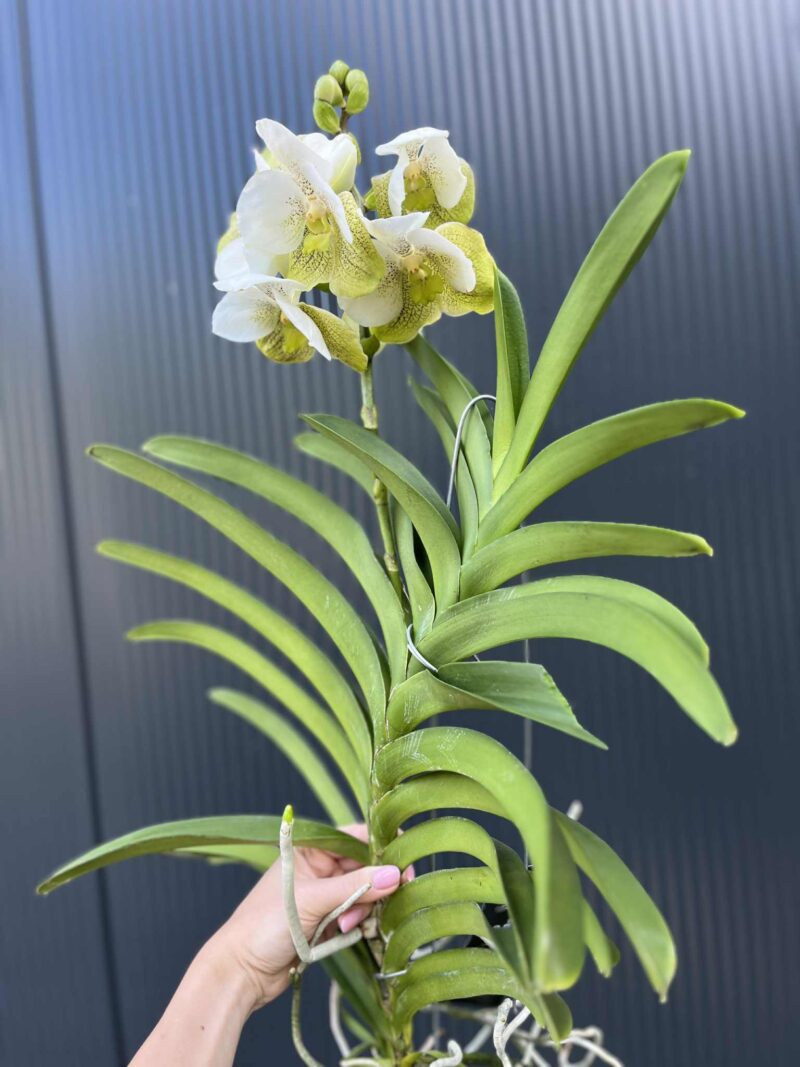 Storczyk Vanda “Hybryda Special ” 3