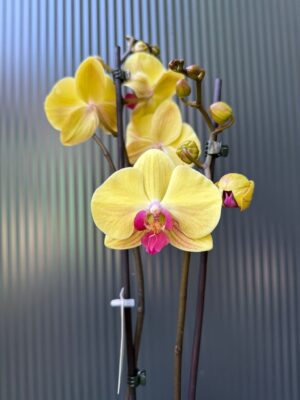 Phalaenopsis Sin-Yaun Golden Beauty Solid Gold | Storczyk przekwitający