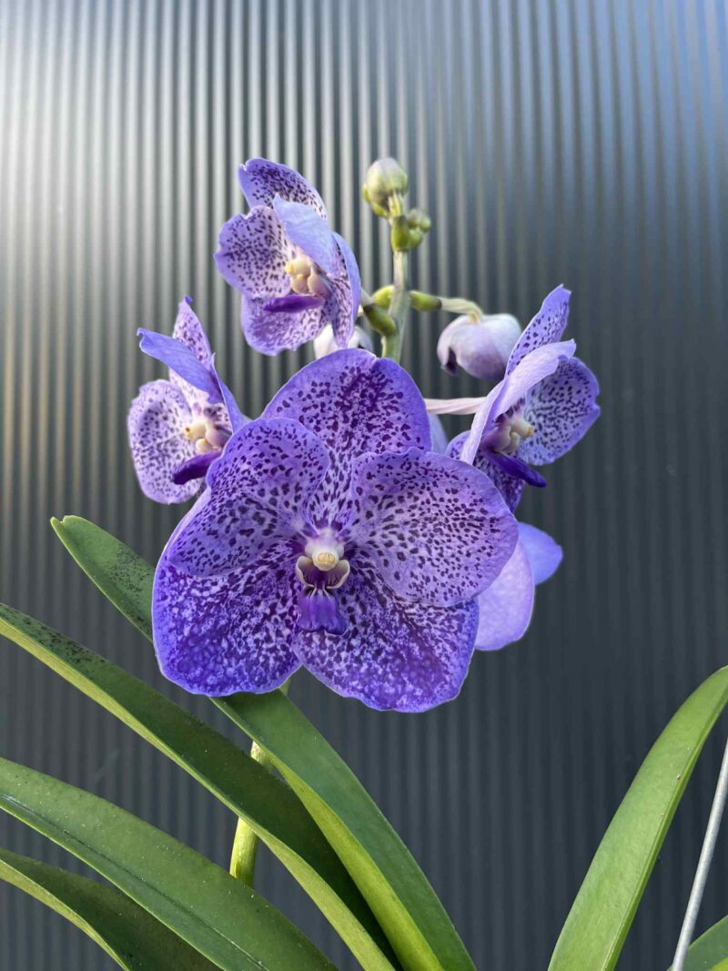 Storczyk Vanda “Hybryda Special ” 2 przekwitająca