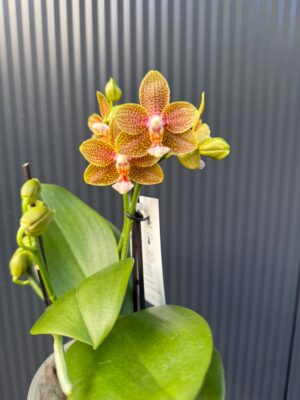 Phalaenopsis table masterpiece | Storczyk