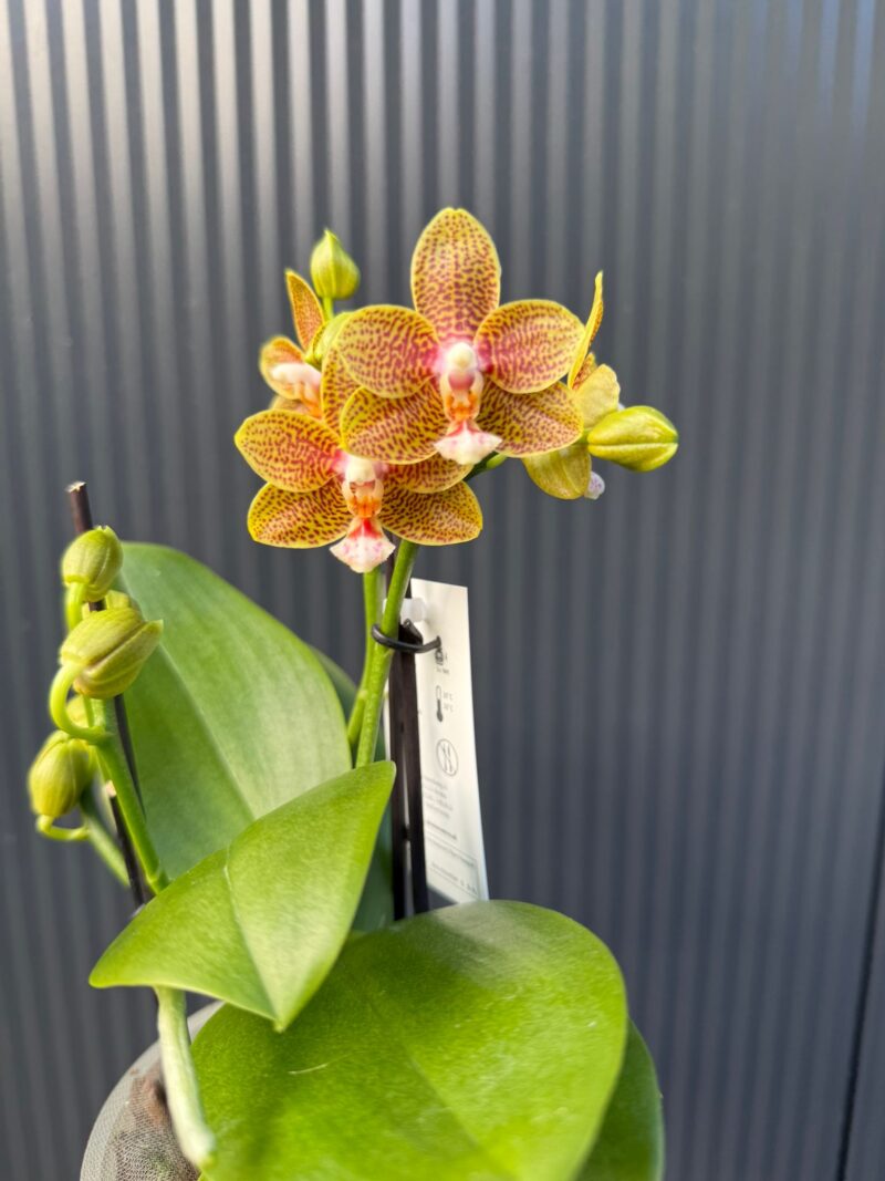 Phalaenopsis table masterpiece | Storczyk