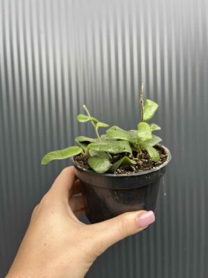 Hoya Rotundiflora