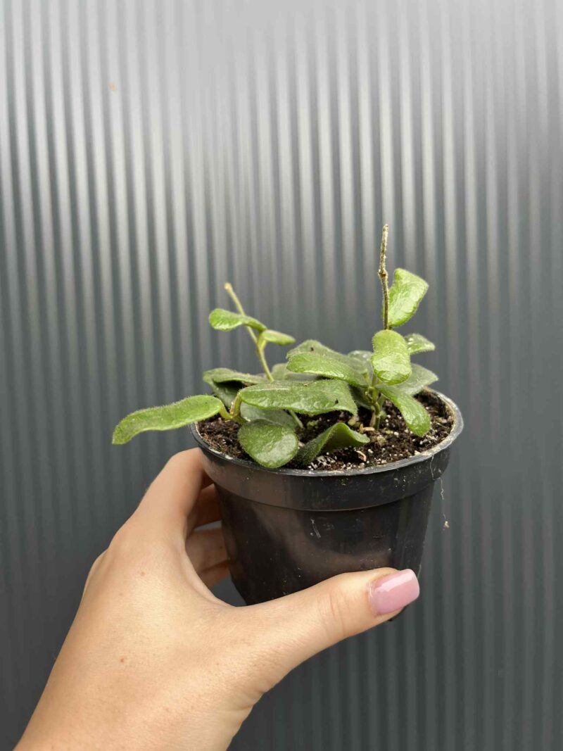 Hoya Rotundiflora