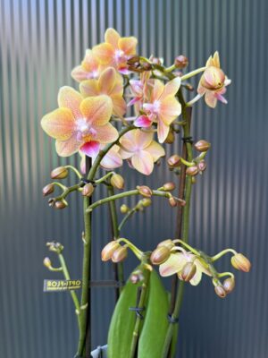 Phalaenopsis Multiflora ‘Aromio Spicy’ | storczyk pachnący