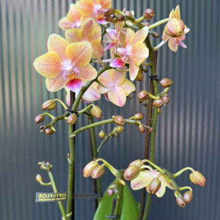 Phalaenopsis Multiflora ‘Aromio Spicy’ | storczyk pachnący