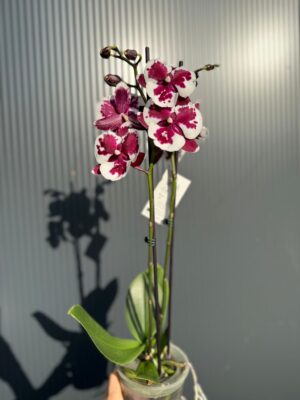 phalaenopsis untold | Storczyk