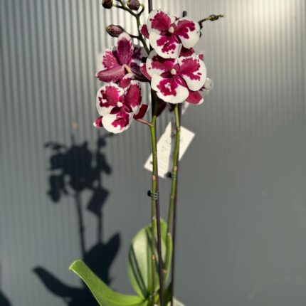 phalaenopsis untold | Storczyk