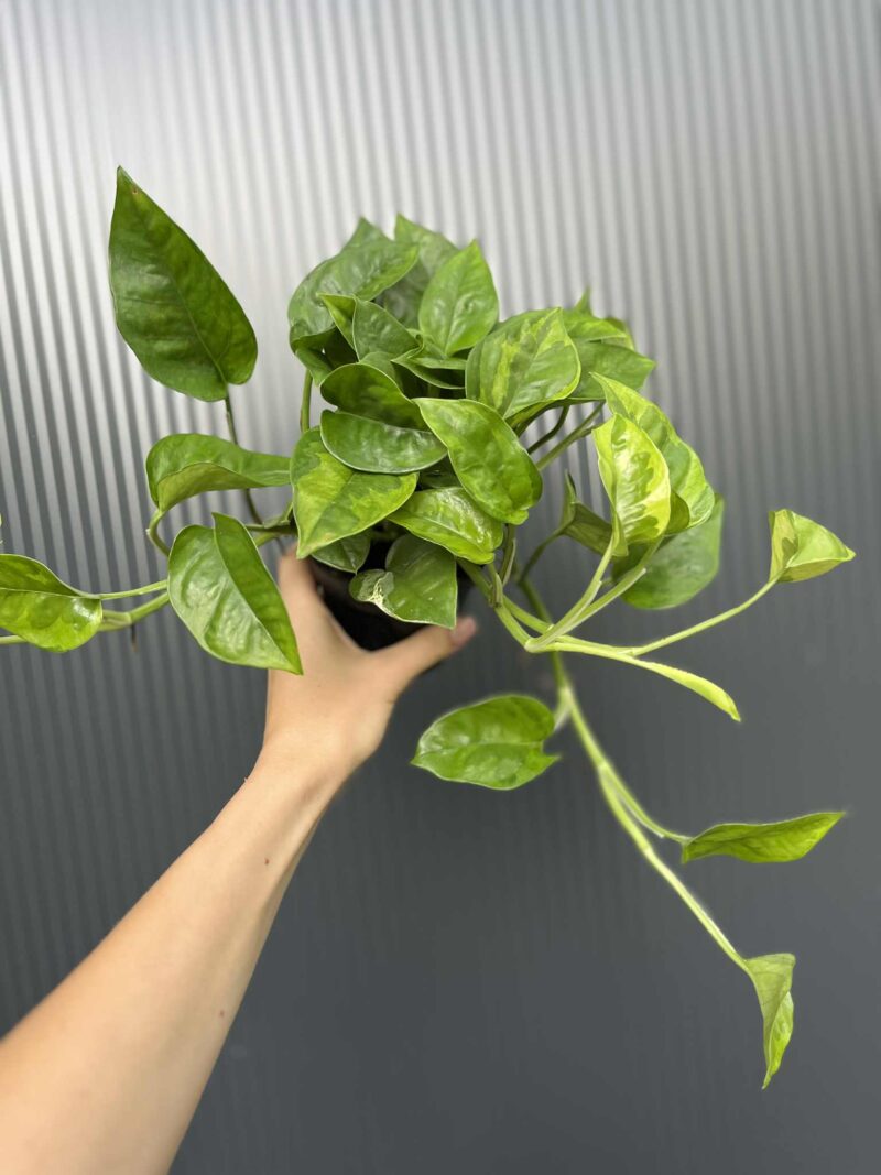 Epipremnum Global Green